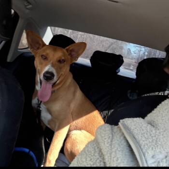 Tucker -  Basenji Dog for Adoption in Queen City, Texas - Tucker | PetCurious