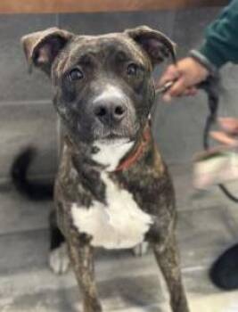 Pit Bull Terrier and German Shepherd Dog Dogs Available for Adoption - Ace | PetCurious