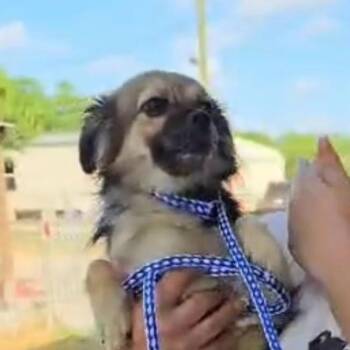 CAMMY -  Pekingese and Chihuahua Dog for Adoption in Waterford, New Jersey - CAMMY | PetCurious