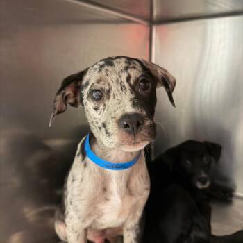 Beastboy -  Mixed Breed Dog for Adoption in Chattanooga, Tennessee - Beastboy | PetCurious