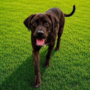 Plott Hound and Mixed Breed Dogs Available for Adoption in Houston, Texas - Kipper | PetCurious