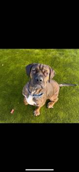 Rescue Mixed Breed Dogs for Adoption in Warren, Ohio - Ruger | PetCurious