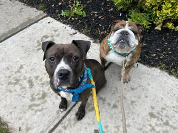 Rescue Pit Bull Terrier and Boxer Dogs for Adoption in Newark, New Jersey - April | PetCurious