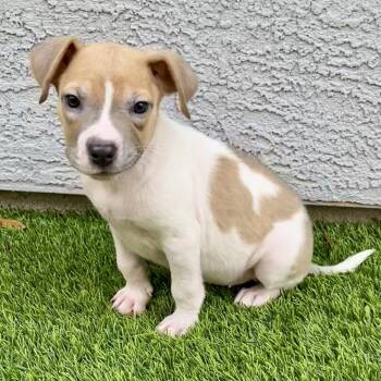 Chihuahua Dogs Available for Adoption - Barbie | PetCurious