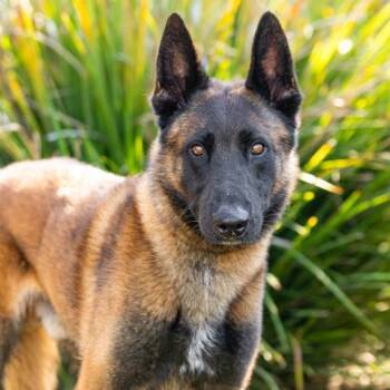 KAIRO -  Belgian Shepherd Malinois Dog for Adoption in Camarillo, California - KAIRO | PetCurious