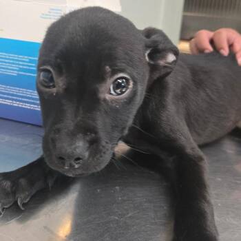 Terrier Dogs Available for Adoption in San Jacinto, California - Gamora | PetCurious