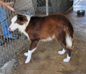 Oakley -  Border Collie Dog for Adoption in Lakewood Ranch, Florida - Oakley | PetCurious