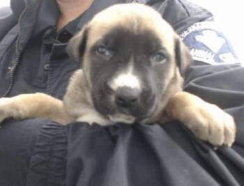 German Shepherd Dog and Belgian Shepherd Malinois Dogs Available for Adoption - Oshun | PetCurious