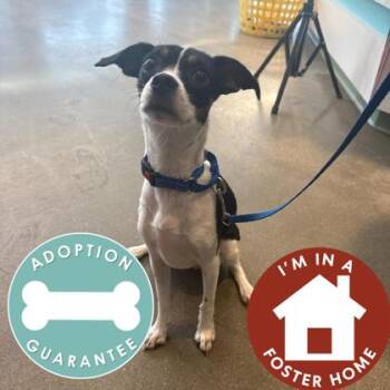 Mixed Breed Dogs Available for Adoption - Benson | PetCurious