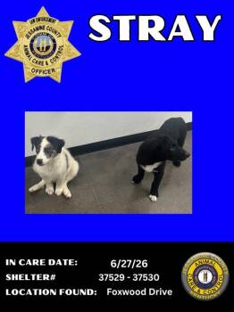 Tux -  Great Pyrenees Dog for Adoption in Nicholasville, Kentucky - Tux | PetCurious