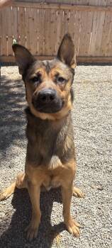 Rescue Belgian Shepherd Malinois and German Shepherd Dog Dogs for Adoption - ZEUS | PetCurious