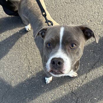 Rescue Shih Tzu and Pit Bull Terrier Dogs for Adoption in King George, Virginia - Tyson | PetCurious