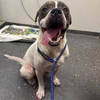 Johnny Cade -  Mixed Breed Dog for Adoption in Columbiana, Alabama - Johnny Cade | PetCurious