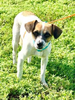 Arabella -  Chihuahua and Mixed Breed Dog for Adoption in Cape Coral, Florida - Arabella | PetCurious