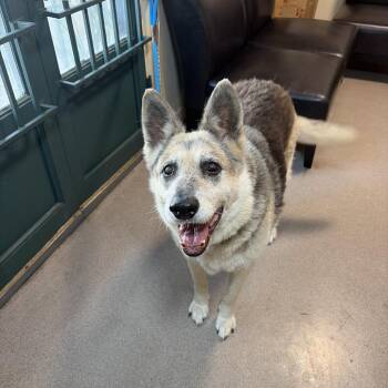 German Shepherd Dog Dogs Available for Adoption in Pasadena, California - Graham Cracker | PetCurious