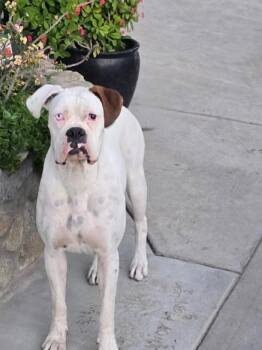 Rescue Boxer Dogs for Adoption in Los Angeles, California - Spark~ Stunning White Beauty | PetCurious