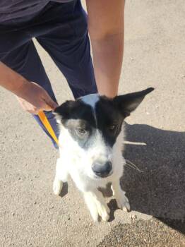 Benny -  Husky Dog for Adoption in Kingman, Arizona - Benny | PetCurious