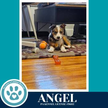 Australian Cattle Dog Blue Heeler Dogs Available for Adoption in Kimberton, Pennsylvania - Angel (Lyric