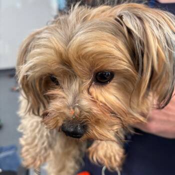 Mixed Breed Dogs Available for Adoption in Allentown, Pennsylvania - Flik | PetCurious