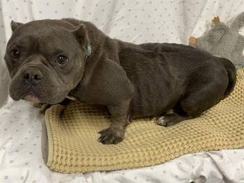 English Bulldog and Mixed Breed Dogs Available for Adoption in Modesto, California - FRANCINE | PetCurious