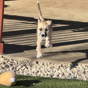 Shepherd Dogs Available for Adoption - Honey  | PetCurious