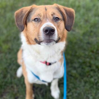 Craig -  Hound and Shepherd Dog for Adoption in Grand Rapids, Michigan - Craig | PetCurious