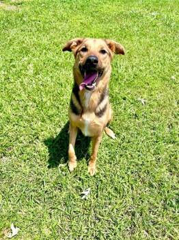 LUCY -  German Shepherd Dog and Mixed Breed Dog for Adoption in Grovetown, Georgia - LUCY | PetCurious