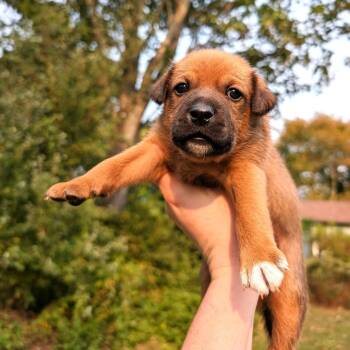 Rescue Chihuahua Dogs for Adoption in South Riding, Virginia - Fern's Snickers | PetCurious