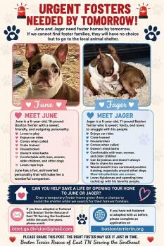 Jager Miller-4937 Cumming GA -  Boston Terrier Dog for Adoption in Maryville, Tennessee - Jager Miller-4937 Cumming GA | PetCurious