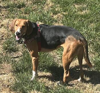 Andy -  Foxhound and Hound Dog for Adoption in Louisa, Virginia - Andy | PetCurious
