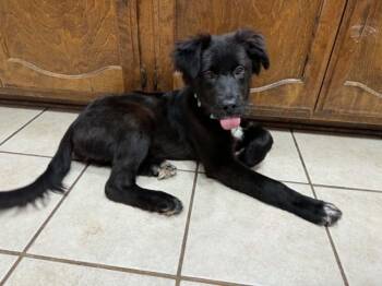 Bushel -  Newfoundland Dog Dog for Adoption in Boston, Massachusetts - Bushel | PetCurious