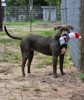 Caroline -  American Staffordshire Terrier and Mixed Breed Dog for Adoption in Hortense, Georgia - Caroline | PetCurious