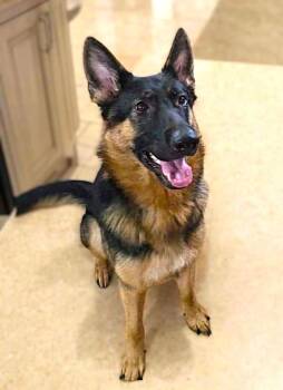 Rescue German Shepherd Dog Dogs for Adoption in Burton, Michigan - KOLBIE | PetCurious