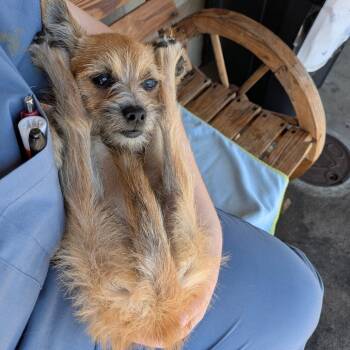 Scarlett -  Cairn Terrier Dog for Adoption in Chico, California - Scarlett | PetCurious