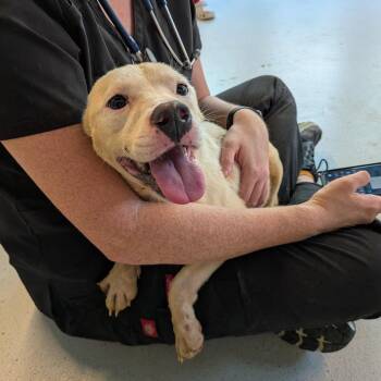 Centipede -  Mixed Breed Dog for Adoption in Huntington, West Virginia - Centipede | PetCurious