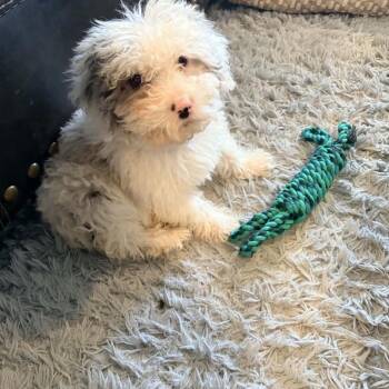 Sheep Dog and Standard Poodle Dogs Available for Adoption - Laney | PetCurious