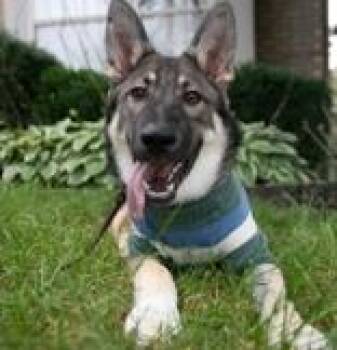 Koda -  German Shepherd Dog Dog for Adoption in Hilliard, Ohio - Koda | PetCurious