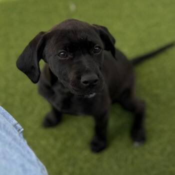 Cheetah -  Mixed Breed Dog for Adoption in Loxahatchee Groves, Florida - Cheetah | PetCurious