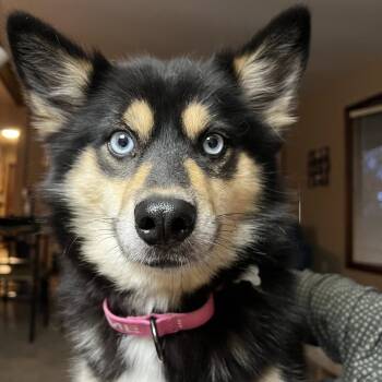 Rescue Mixed Breed Dogs for Adoption in West Olive, Michigan - Robin | PetCurious