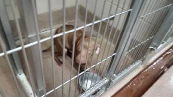 D-NICE -  Pit Bull Terrier and Cane Corso Dog for Adoption in Aurora, Illinois - D-NICE | PetCurious