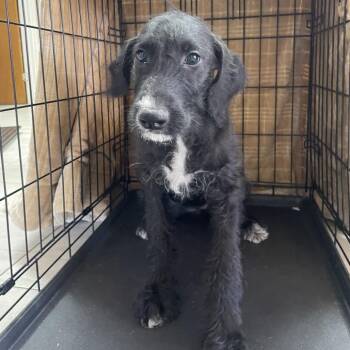 Mel -  Terrier and Mixed Breed Dog for Adoption in Laredo, Texas - Mel | PetCurious