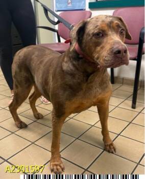 Mixed Breed Dogs Available for Adoption in West Palm Beach, Florida - GINGER | PetCurious