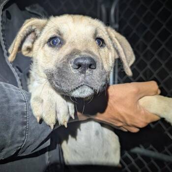 Gyokyuo -  Mixed Breed Dog for Adoption in Park City, Utah - Gyokyuo | PetCurious