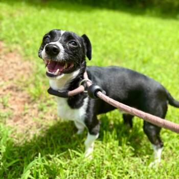 Chihuahua and Mixed Breed Dogs Available for Adoption - Merphy | PetCurious