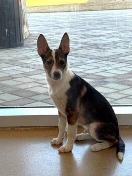 Shepherd and Mixed Breed Dogs Available for Adoption - Divot | PetCurious