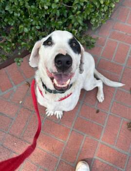 Rescue Labrador Retriever and Basset Hound Dogs for Adoption in Los Angeles, California - Kenny Is Dog/cat/kid Social | PetCurious