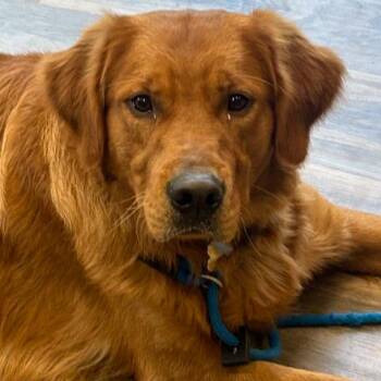 Golden Retriever Dogs Available for Adoption in Louisville, Kentucky - Ben #7147 | PetCurious