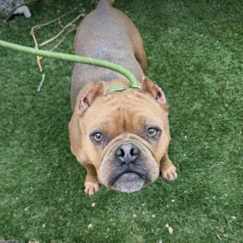 American Bulldog Dogs Available for Adoption in Austin, Texas - Gwennie | PetCurious