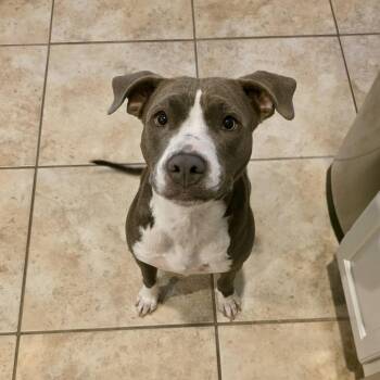 American Staffordshire Terrier Dogs Available for Adoption in Blacksburg, Virginia - Star | PetCurious