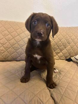 Labrador Retriever Dogs Available for Adoption in Sparta, Illinois - Storm | PetCurious